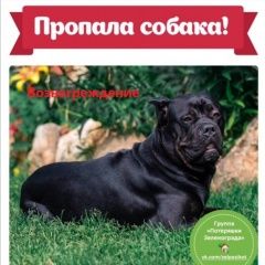 Подробнее об объявлении «Пропала собака кобель в мо шелепаново Клин» Фото: пропала собака Кане-корсо «Пропала собака кобель в мо шелепаново Клин» в г. Клин