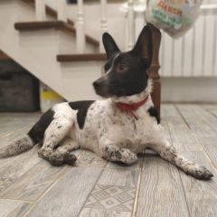 Подробнее об объявлении «Икша Пропала собака помогите найти» Фото: пропала собака  «Икша Пропала собака помогите найти» в г. Икша