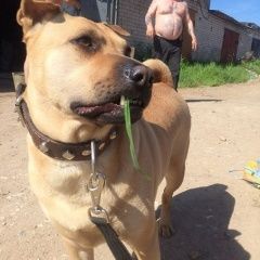 Подробнее об объявлении «Пропала собака Великий Новгород (Новгород)» Фото: пропала собака Шар-пей «Пропала собака Великий Новгород (Новгород)» в г. Великий Новгород (Новгород)