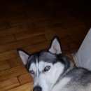 Подробнее об объявлении «Анапа Пропала собака помогите» Фото: пропала собака Сибирская хаски «Анапа Пропала собака помогите» в г. Анапа