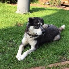 Подробнее об объявлении «Пропала собака Подольск» Фото: пропала собака  «Пропала собака Подольск» в г. Подольск