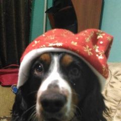 Подробнее об объявлении «Пропала собака кобель русский трехцветный спаниель Ржев» Фото: пропала собака Русский охотничий спаниель «Пропала собака кобель русский трехцветный...» в г. Ржев