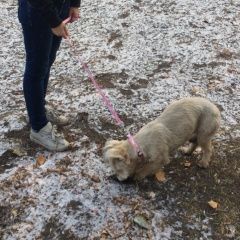 Подробнее об объявлении «Пропала собака с розовым ошейником как на фото Магнитогорск» Фото: пропала собака  «Пропала собака с розовым ошейником как на фото...» в г. Магнитогорск