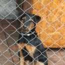 Подробнее об объявлении «Шатура Пропала собака» Фото: пропала собака Ягд-терьер «Шатура Пропала собака» в г. Шатура