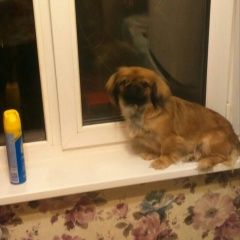 Подробнее об объявлении «Фрязино Пропала собака девочка пекинес» Фото: пропала собака Пекинес «Фрязино Пропала собака девочка пекинес» в г. Фрязино