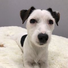 Подробнее об объявлении «Климовск Пропала собака» Фото: пропала собака  «Климовск Пропала собака» в г. Климовск