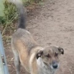 Подробнее об объявлении «Пропала собака Смоленск» Фото: пропала собака  «Пропала собака Смоленск» в г. Смоленск