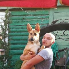 Подробнее об объявлении «Пропала собака Климовск» Фото: пропала собака  «Пропала собака Климовск» в г. Климовск