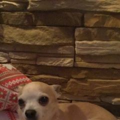 Подробнее об объявлении «Пропала собака кобель Ковров» Фото: пропала собака Чихуахуа «Пропала собака кобель Ковров» в г. Ковров