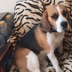 Подробнее об объявлении «Пропала собака кобель Узловая» Фото: пропала собака Бигль «Пропала собака кобель Узловая» в г. Узловая