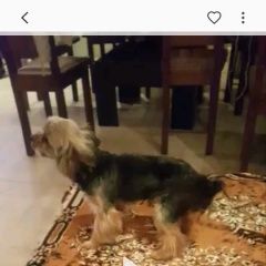 Подробнее об объявлении «Пропала собака кобель sos   Анапа» Фото: пропала собака Йоркширский терьер «Пропала собака кобель sos   Анапа» в г. Анапа