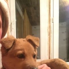 Подробнее об объявлении «Красноярск Пропала собака кобель» Фото: пропала собака  «Красноярск Пропала собака кобель» в г. Красноярск