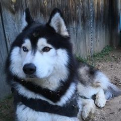 Подробнее об объявлении «Шимановск Пропала собака кобель хаски» Фото: пропала собака Сибирская хаски «Шимановск Пропала собака кобель хаски» в г. Шимановск