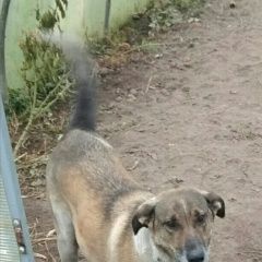 Подробнее об объявлении «Пропала собака Смоленск» Фото: пропала собака  «Пропала собака Смоленск» в г. Смоленск