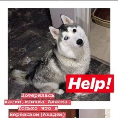 Подробнее об объявлении «Иркутск Пропала собака» Фото: пропала собака Сибирская хаски «Иркутск Пропала собака» в г. Иркутск