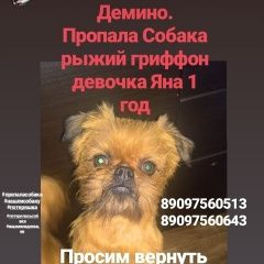 Подробнее об объявлении «Ставрополь Пропала собака рыжая девочка гриффон яна» Фото: пропала собака Брюссельский гриффон «Ставрополь Пропала собака рыжая девочка гриффон...» в г. Ставрополь