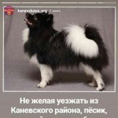 Подробнее об объявлении «Пропала собака кобель в каневской на ж/д вокзале 18 ноября Каневская» Фото: пропала собака  «Пропала собака кобель в каневской на ж/д...» в г. Каневская