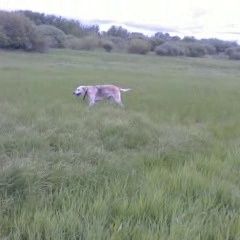 Подробнее об объявлении «Пропала собака Варгаши» Фото: пропала собака  «Пропала собака Варгаши» в г. Варгаши