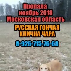 Подробнее об объявлении «Пропала собака русская гончая Чехов» Фото: пропала собака  «Пропала собака русская гончая Чехов» в г. Чехов