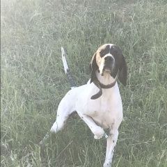Подробнее об объявлении «Пропала собака кобель английского пойнтера Симферополь» Фото: пропала собака Пойнтер «Пропала собака кобель английского пойнтера...» в г. Симферополь