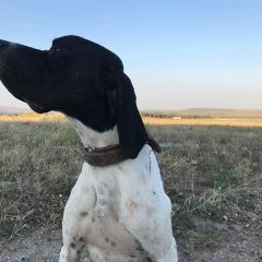 Подробнее об объявлении «Пропала собака кобель английского пойнтера Бахчисарай» Фото: пропала собака Пойнтер «Пропала собака кобель английского пойнтера...» в г. Бахчисарай