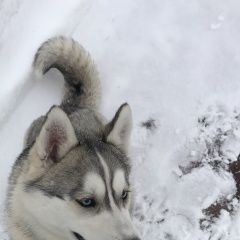 Подробнее об объявлении «Пропала собака Кокошкино» Фото: пропала собака Сибирская хаски «Пропала собака Кокошкино» в г. Кокошкино