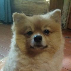 Подробнее об объявлении «Пропала собака кобель шпиц Ангарск» Фото: пропала собака Немецкий шпиц «Пропала собака кобель шпиц Ангарск» в г. Ангарск