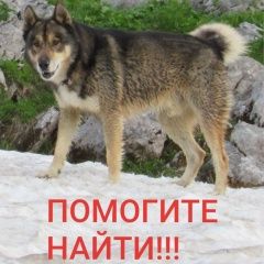 Подробнее об объявлении «Краснодар Пропала собака кобель» Фото: пропала собака Западно-сибирская лайка «Краснодар Пропала собака кобель» в г. Краснодар