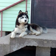 Подробнее об объявлении «Пропала собака кобель Санкт-Петербург» Фото: пропала собака Сибирская хаски «Пропала собака кобель Санкт-Петербург» в г. Санкт-Петербург
