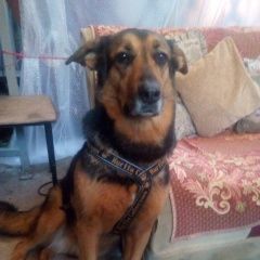 Подробнее об объявлении «Пропала собака метис овчарки Санкт-Петербург» Фото: пропала собака  «Пропала собака метис овчарки Санкт-Петербург» в г. Санкт-Петербург