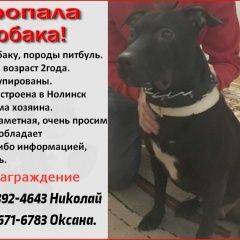 Подробнее об объявлении «Пропала собака розыск собаки. Нолинск» Фото: пропала собака  «Пропала собака розыск собаки. Нолинск» в г. Нолинск