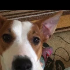 Подробнее об объявлении «Пропала собака джек рассел терьер Омск» Фото: пропала собака Джек рассел терьер «Пропала собака джек рассел терьер Омск» в г. Омск