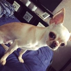 Подробнее об объявлении «Пропала собака чихуахуа по кличке иви Санкт-Петербург» Фото: пропала собака Чихуахуа «Пропала собака чихуахуа по кличке иви...» в г. Санкт-Петербург