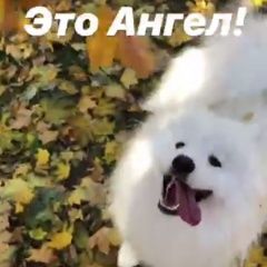 Подробнее об объявлении «Пропала собака кобель ангел(самоед) Киров (Кировская обл.)» Фото: пропала собака Самоедская лайка «Пропала собака кобель ангел(самоед) Киров...» в г. Киров (Кировская обл.)