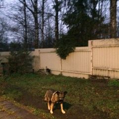 Подробнее об объявлении «Пропала собака Пушкин» Фото: пропала собака  «Пропала собака Пушкин» в г. Пушкин