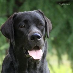 Подробнее об объявлении «Пропала собака лабрадор сука черного окраса Хабаровск» Фото: пропала собака Лабрадор ретривер «Пропала собака лабрадор сука черного окраса...» в г. Хабаровск