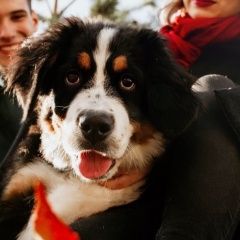 Подробнее об объявлении «Пропала собака Белгород» Фото: пропала собака Бернская пастушья собака «Пропала собака Белгород» в г. Белгород