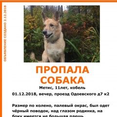 Подробнее об объявлении «Пропала собака кобель помогите найти, мы не теряем надежды Москва» Фото: пропала собака  «Пропала собака кобель помогите найти, мы не...» в г. Москва