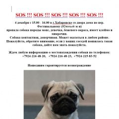 Подробнее об объявлении «Пропала собака потерялась девочка мопса Хабаровск» Фото: пропала собака Мопс «Пропала собака потерялась девочка мопса Хабаровск» в г. Хабаровск