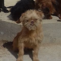 Подробнее об объявлении «Пропала собака кобель Кубинка» Фото: пропала собака Брюссельский гриффон «Пропала собака кобель Кубинка» в г. Кубинка