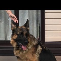 Подробнее об объявлении «Подольск Пропала собака кобель немецкая овчарка, мальчик» Фото: пропала собака Немецкая овчарка «Подольск Пропала собака кобель немецкая...» в г. Подольск