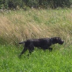 Подробнее об объявлении «Пропала собака сука дратхаара Поддорье» Фото: пропала собака Дратхаар «Пропала собака сука дратхаара Поддорье» в г. Поддорье