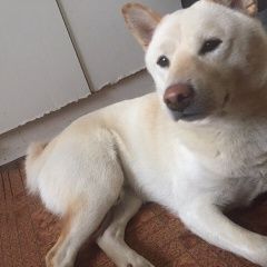 Подробнее об объявлении «Пропала собака кобель сиба (шиба) ину Санкт-Петербург» Фото: пропала собака  «Пропала собака кобель сиба (шиба) ину...» в г. Санкт-Петербург