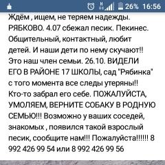Подробнее об объявлении «Пропала собака Курган» Фото: пропала собака  «Пропала собака Курган» в г. Курган