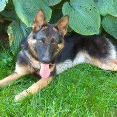 Подробнее об объявлении «Подольск Пропала собака помогите найти» Фото: пропала собака  «Подольск Пропала собака помогите найти» в г. Подольск