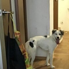 Подробнее об объявлении «Пропала собака Санкт-Петербург» Фото: пропала собака  «Пропала собака Санкт-Петербург» в г. Санкт-Петербург