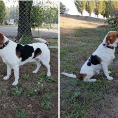 Подробнее об объявлении «Пропала собака кобель Балаково» Фото: пропала собака  «Пропала собака кобель Балаково» в г. Балаково