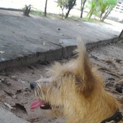 Подробнее об объявлении «Пропала собака. раменский район Ильинский (Московская обл.)» Фото: пропала собака  «Пропала собака. раменский район Ильинский...» в г. Ильинский (Московская обл.)