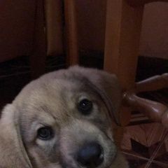 Подробнее об объявлении «Пропала собака кобель маленький песик. Адлер» Фото: пропала собака  «Пропала собака кобель маленький песик. Адлер» в г. Адлер