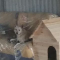 Подробнее об объявлении «Пропала собака кобель Крымск» Фото: пропала собака  «Пропала собака кобель Крымск» в г. Крымск